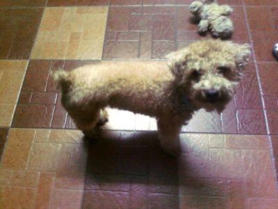 Gogo - Poodle Dog