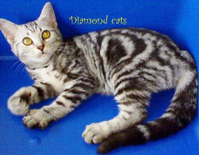 American Shorthair Female 050912 - American Shorthair Cat