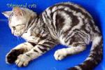 American Shorthair Female 050912 - American Shorthair Cat