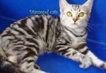 American Shorthair Female 050912 - American Shorthair Cat