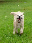 Pooya - Canaan Dog Dog