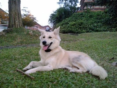 Pooya - Canaan Dog Dog