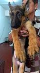 German Shepherd Big Bone Father Imp - German Shepherd Dog Dog