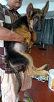 German Shepherd Big Bone Father Imp - German Shepherd Dog Dog