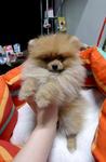 Orange Pomeranian  Teacup Size - Pomeranian Dog