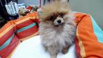 Orange Pomeranian  Teacup Size - Pomeranian Dog