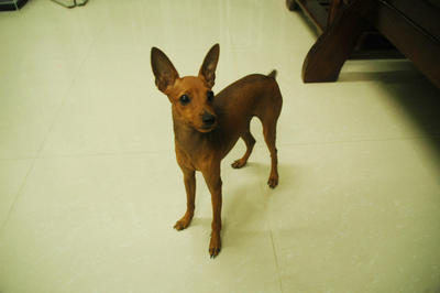 Jemy - Miniature Pinscher Dog