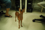 Jemy - Miniature Pinscher Dog