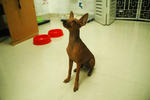 Jemy - Miniature Pinscher Dog