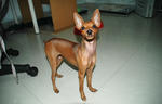 Jemy - Miniature Pinscher Dog