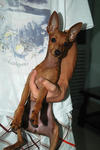 Jemy - Miniature Pinscher Dog