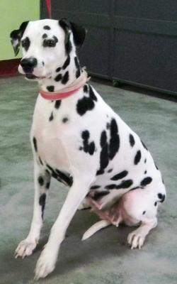 Domino - Dalmatian Dog