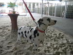 Domino - Dalmatian Dog