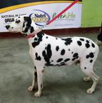 Domino - Dalmatian Dog