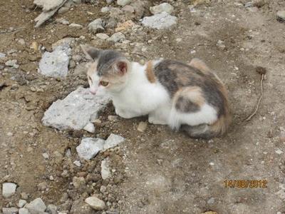 Klang Nomad - Domestic Medium Hair Cat