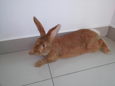 PF35190 - Flemish Giant Rabbit