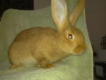 PF35190 - Flemish Giant Rabbit