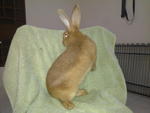 PF35190 - Flemish Giant Rabbit