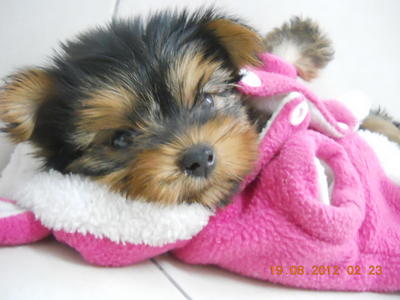 Yorkshire Terrier Puppy - Yorkshire Terrier Yorkie Dog