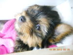 Yorkshire Terrier Puppy - Yorkshire Terrier Yorkie Dog