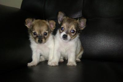 Chihuahua Puppies - Chihuahua Dog