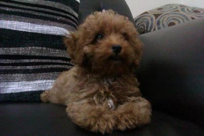 Toy Poodle Puppy - Poodle Dog