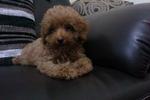 Toy Poodle Puppy - Poodle Dog