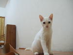 Cimmi - Domestic Short Hair + Domestic Medium Hair Cat