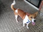 Ginger - Mixed Breed Dog