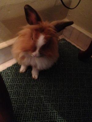 Lionhead - Lionhead Rabbit