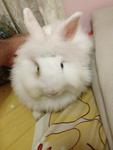 Lionhead - Lionhead Rabbit