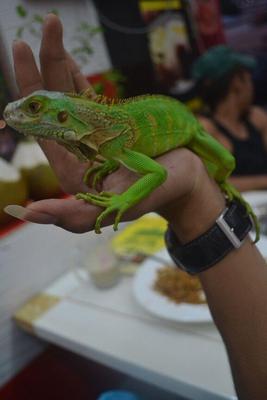 Rocky - Iguana Reptile