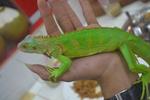 Rocky - Iguana Reptile