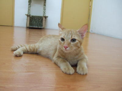 Junior A.k.a Jay - Domestic Short Hair + Domestic Medium Hair Cat