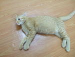 Junior A.k.a Jay - Domestic Short Hair + Domestic Medium Hair Cat