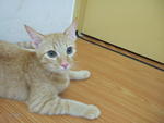 Junior A.k.a Jay - Domestic Short Hair + Domestic Medium Hair Cat