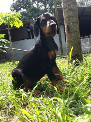 Doberman-big Bone Structure Importe - Doberman Pinscher Dog