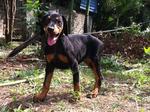 Doberman-big Bone Structure Importe - Doberman Pinscher Dog