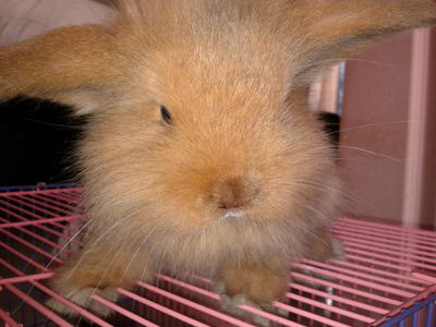 Golden - Holland Lop + Lop Eared Rabbit