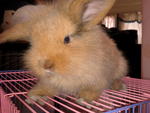 Golden - Holland Lop + Lop Eared Rabbit