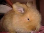 Golden - Holland Lop + Lop Eared Rabbit