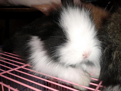 Tarzan - Holland Lop + Lop Eared Rabbit