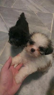 Shihtzu/terrier Puppy - B&amp;w/brown - Shih Tzu + Terrier Dog