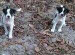 Spotz Pups - Mixed Breed Dog