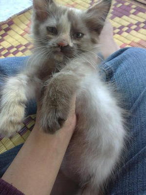 Kitten Yang Comel - Persian + Domestic Medium Hair Cat