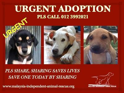 Adorable Pups For Adoption - Mixed Breed Dog