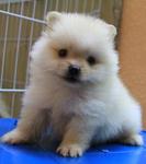 Lee - Pomeranian Dog