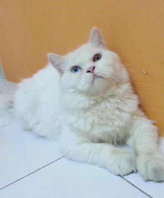 White Semi Flat , Odd Eyes Kitten - Persian + Maine Coon Cat