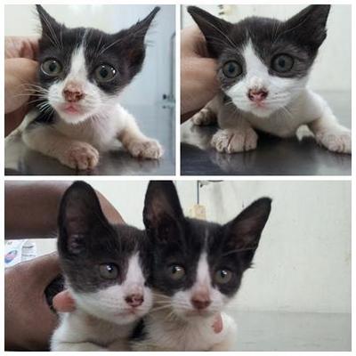 2 Male Tuxedo Kittens For Adoption - Domestic Short Hair Cat