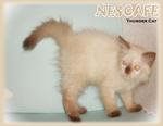 Nescafe - Ragdoll Cat